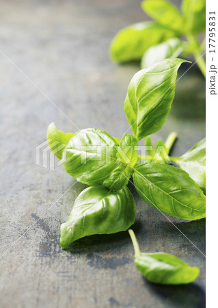 Fresh basil 17795831
