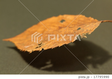 枯葉 17795990