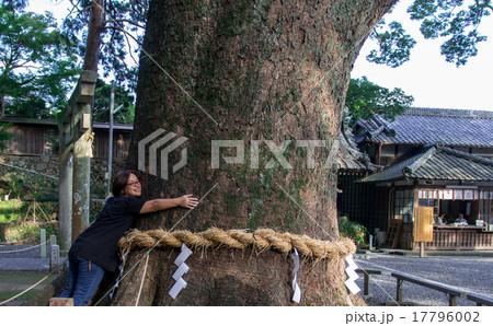 事任八幡宮のご神木 事任八幡宮のご神木 17796002