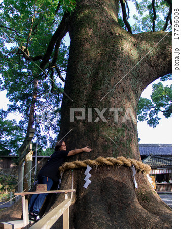 事任八幡宮のご神木 17796003