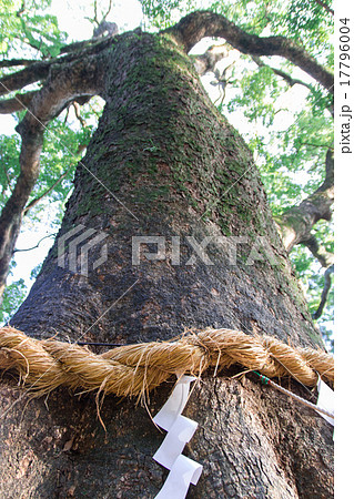 事任八幡宮のご神木 事任八幡宮のご神木 17796004