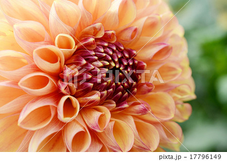 ダリア 17796149