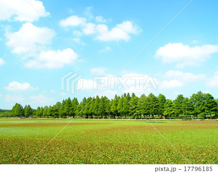 水草に覆われた池と林風景 17796185