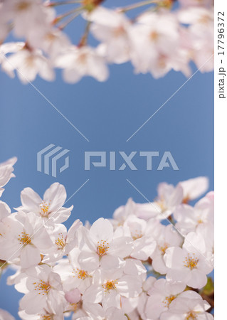 満開の桜の花 満開の桜の花 17796372