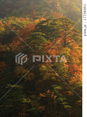 鳴子峡の紅葉 17796961