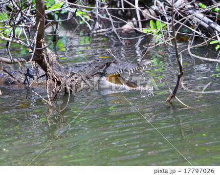Crocodile with the opened mouth. The Black river,  17797026