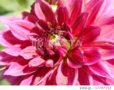 ダリア 17797152