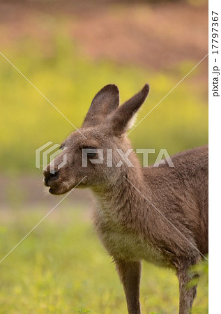 オオカンガルー 17797367