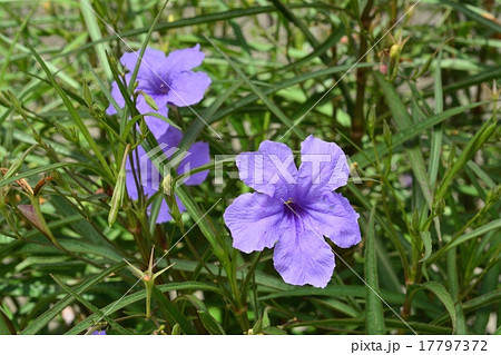 ヤナギバルイラソウ 17797372