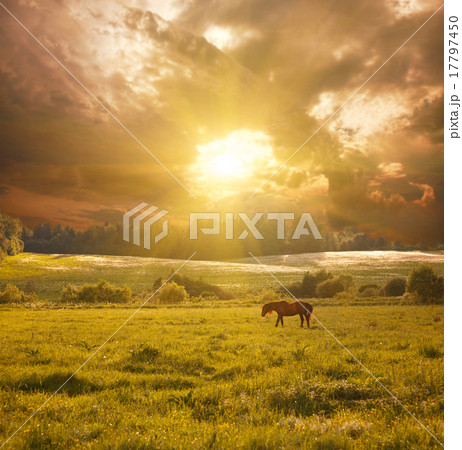 idyllic landscape with horse in sunlight idyllic landscape with horse in sunlight 17797450