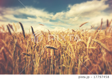 sunny wheat field 17797458