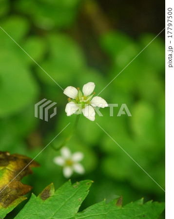 ヒメウメバチソウ ヒメウメバチソウ 17797500