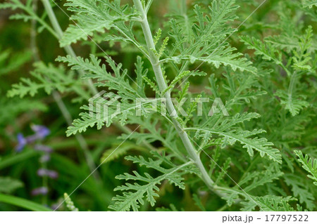 ロシアンセージ ロシアンセージ 17797522