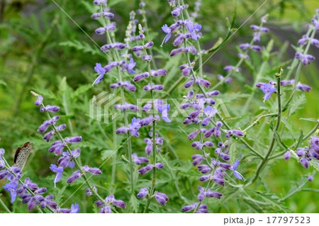 ロシアンセージ 17797523