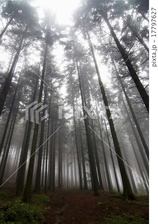 conifer forest in fog 17797627