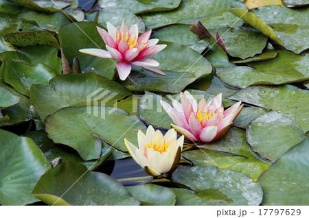 Waterlily Waterlily 17797629