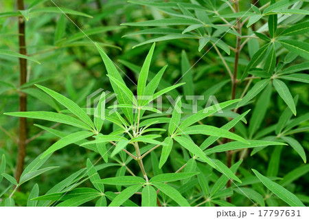 セイヨウニンジンボク白花 セイヨウニンジンボク白花 17797631