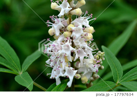 セイヨウニンジンボク白花 セイヨウニンジンボク白花 17797634