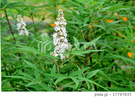 セイヨウニンジンボク白花 17797635