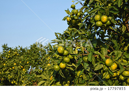 西海の青切り温州みかん 17797855