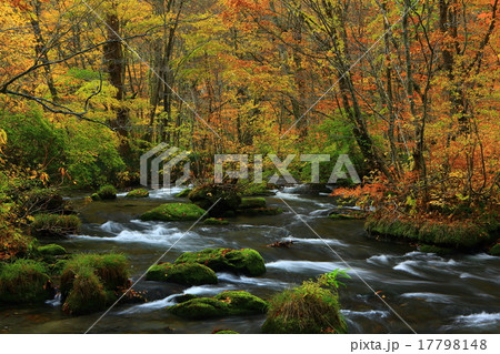 奥入瀬渓流の紅葉 奥入瀬渓流の紅葉 17798148