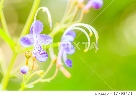 カリガネソウの花 17798471