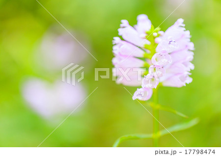 ハナトラノオ 17798474