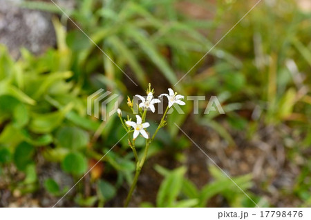 イワイチョウ イワイチョウ 17798476