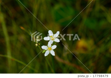 イワイチョウ イワイチョウ 17798479