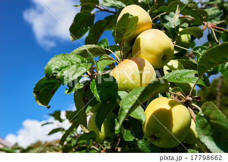 Apples on a branch in an orchard 17798662