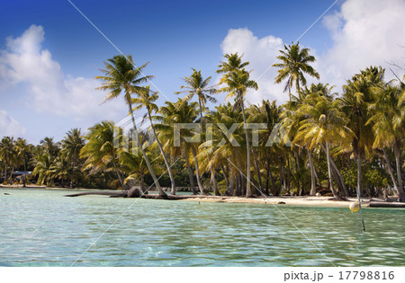 tropical island with palm trees in the sea tropical island with palm trees in the sea 17798816