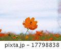 コスモス 17798838