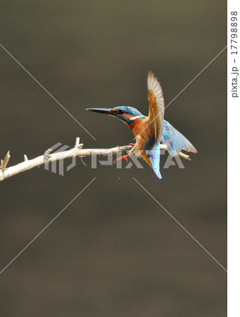 止まり木のカワセミの写真素材 [17798898] - PIXTA