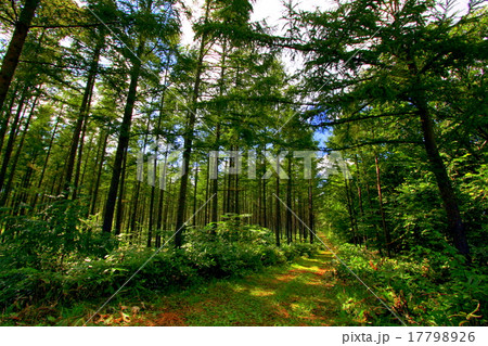 カラマツ林 17798926