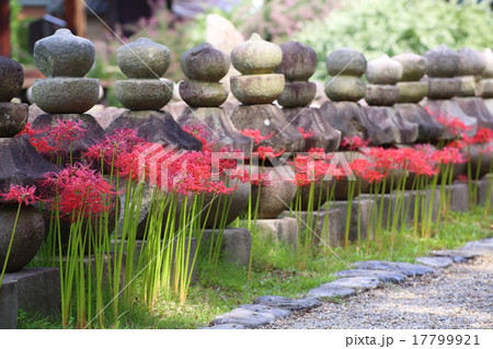 奈良 元興寺 彼岸花と石塔 奈良 元興寺 彼岸花と石塔 17799921