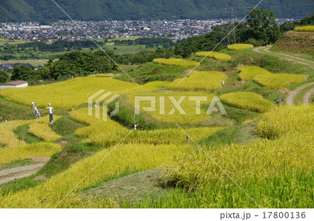 姨捨の棚田 17800136