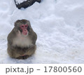 サル 17800560