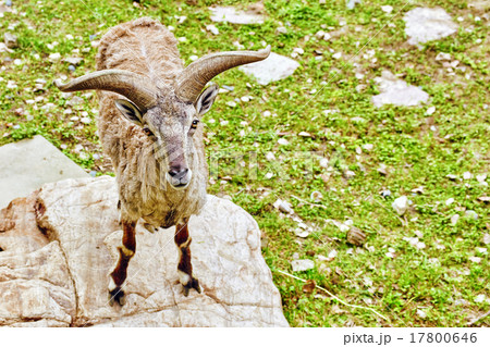 Animal Blue sheep. Animal Blue sheep. 17800646