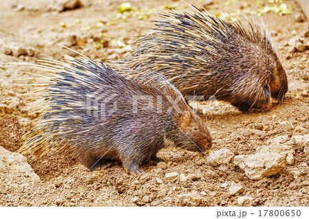 Animal Porcupines. 17800650