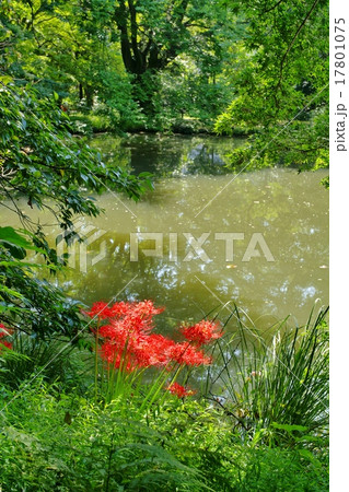 ヒガンバナ ヒガンバナ 17801075