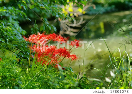 ヒガンバナ ヒガンバナ 17801078