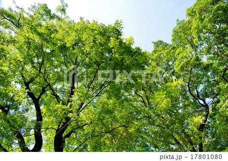 エンジュの木 17801080