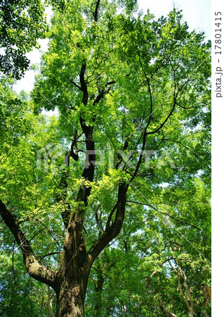 エンジュの木 17801415