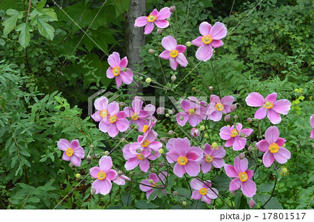 シュウメイギク 17801517