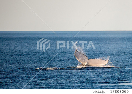Humpback whales swimming in Australia 17803069