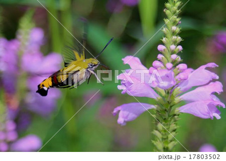 オオスカシバ 17803502