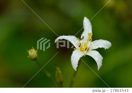 イワイチョウの花の写真素材