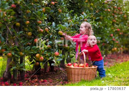 Kids picking apples from tree 17803637