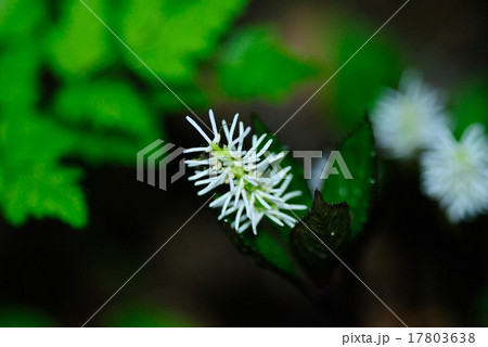 ヒトリシズカ ヒトリシズカ 17803638