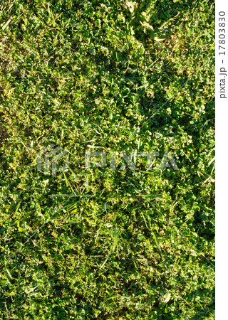 Clover and grass texture Clover and grass texture 17803830